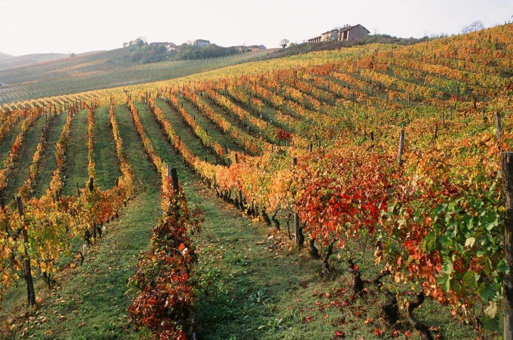 Marchesi Alfieri - Cantine E Ospitalita San Martino Alfieri エクステリア 写真